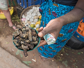 small bowl of roasted mopane caterpillar, Gonimbrasia belina at the market in livingstone, zambia - obrazy, fototapety, plakaty