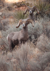 A pair of desert big horned sheep rams survey the area from the slope of a mountainside covered with sage and other desert plants.