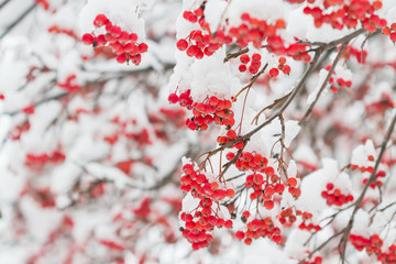 The mature berries of rowan covered with snow. Selective focus.