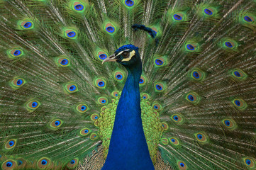 Fototapeta na wymiar Peacock with feather detail 