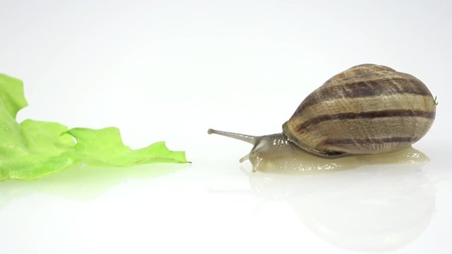 hungry snail walks slowly to the salad. Video 4k in studio on white background