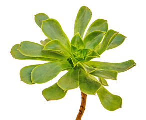 succulent isolated on white background