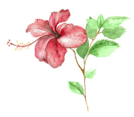 Tropical exotic blooming hibiscus flower branch