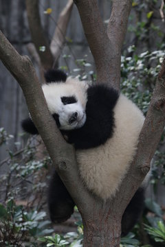 Little Panda Cub Sleeps on the Tree