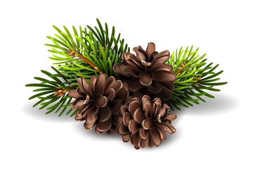 Stock illustration of Christmas tree branches with pine cones