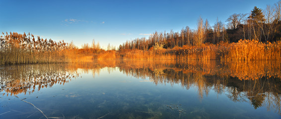 Clear Calm Lake with Reeds in the Warm Light of the Rising Sun