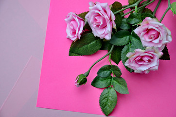 Pink roses flower on the pink background. Top view