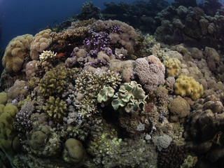 Fototapeta na wymiar Coral reef, Red Sea, Jeddah, Saudi Arabia