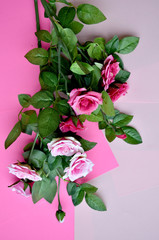 Pink roses flower on the pink background. Top view