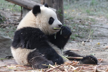 Fototapeta premium Little Panda Cub is Eating Bamboo Shoot on the Playground, Chengdu Panda Base, China