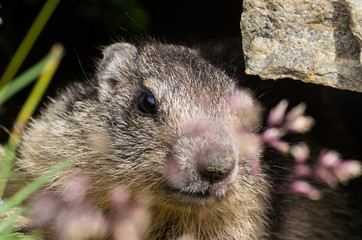 Marmotton aux Evettes en Vanoise