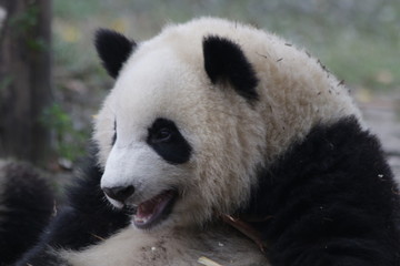 Little Panda Cub is Eating Bamboo Shoot on the Playground, Chengdu Panda Base, China