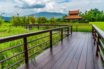 Footbridge in the paddy