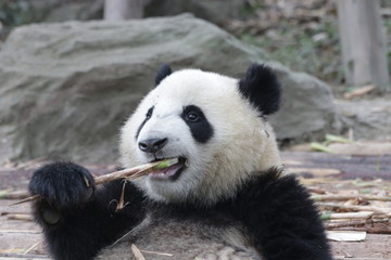 Obraz premium Little Panda Cub is Eating Bamboo Shoot on the Playground, Chengdu Panda Base, China