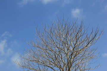  Autumn in summer Have a sky background.
