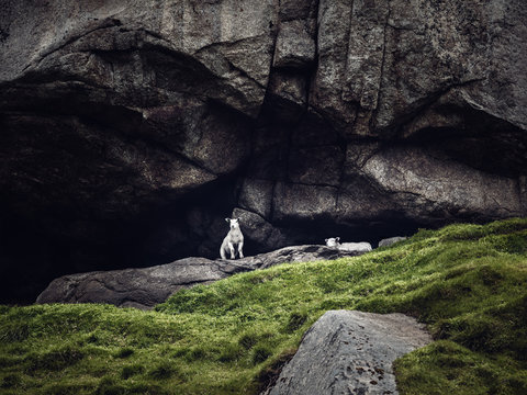 Schafe die aus einer H&ouml;hle in Norwegen herrausschauen