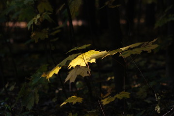 Литочек клена