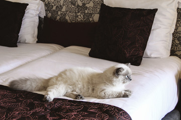 Cat is on the big bed in hotel room. Traveling with pets. Tips for safely staying in a hotel with your cat.