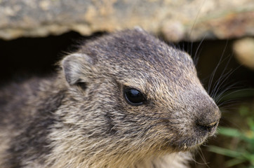Marmottes au refuge des Èvettes en Maurienne