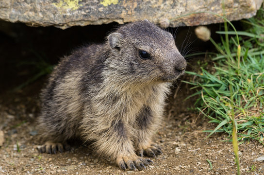 Marmotton aux Evettes eb Vanoise