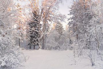 Winter Landscape.Trees Covered With Snow On Frosty Morning. Beautiful Winter Forest Landscape. Beautiful Winter Morning In A Snow-Covered Pine Forest. Real Russian Winter