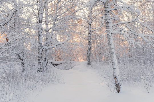 Winter Forest Landscape. Beautiful Winter Morning In A Snow-Covered Birch Forest. Snow Covered Trees In The Winter Forest. Real Russian Winter. Frosty Trees In Snowy Forest In The Sunny Morning.