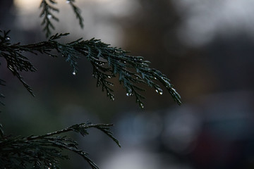 close up of water droplet on tree