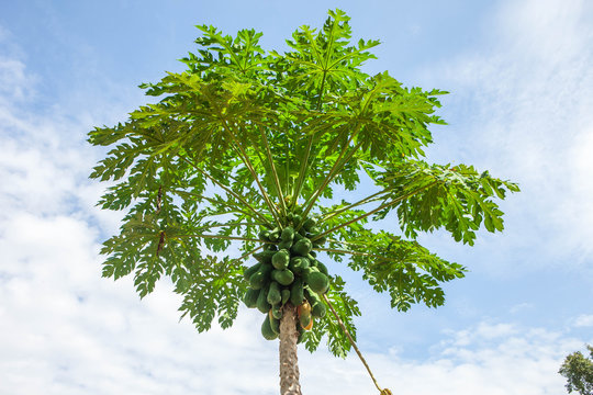 organic green papaya on tree