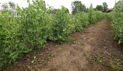 Fototapeta na wymiar intensive cultivation of green peas with organic farming method