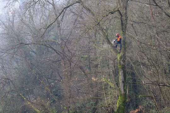 Trabajo de tala y poda en altura con motosierra en bosque