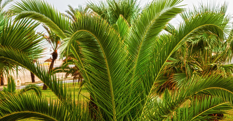 Fototapeta premium Green palm tree is on the beach