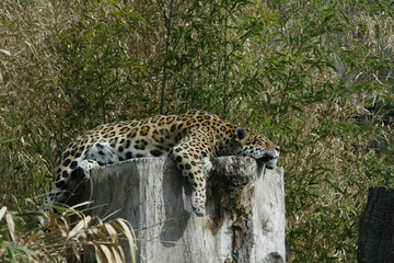 Jaguar liegt auf Baumstamm, Panthera onca