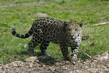 Jaguar, Panthera onca