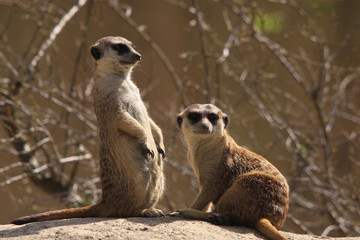 Erdmännchen als Wachposten, Suricata suricatta
