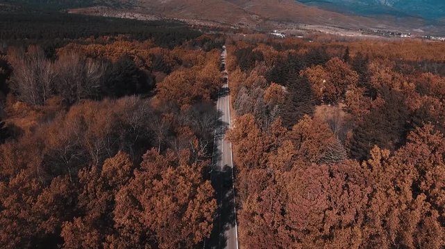 Coche circulando por carretera recta rodeado de &aacute;rboles en oto&ntilde;o