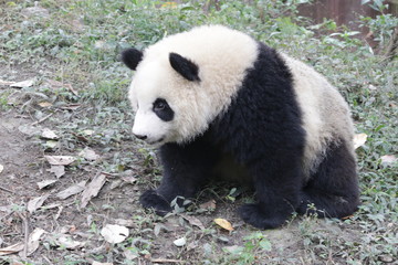 Little Panda Cub in the Playground, China