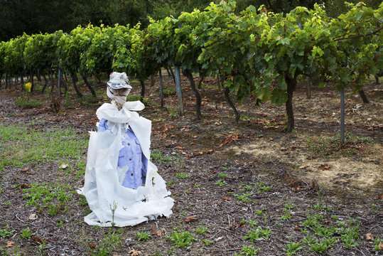 vigne prot&eacute;g&eacute;e par un &eacute;pouvantail