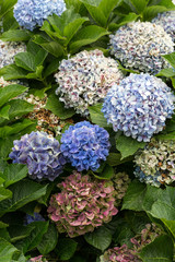 Close up of blue hortensia flower in garden