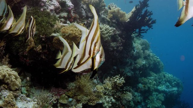 School of longfin batfish (Platax teira)WAKATOBI, Indonesia, NOV 2017, slow motion