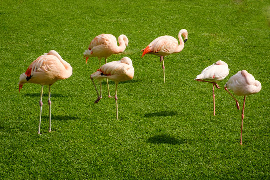 flamingo, group of flamingos standing on meadow