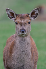 An upright close up portrait of a red deer fawn looking straight forward