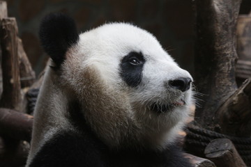 Close-up Giant Panda's Face , China