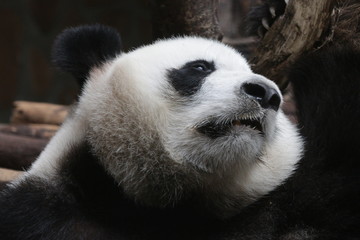 Obraz premium Close-up Giant Panda's Face , China