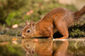 Red Squirrel drinking