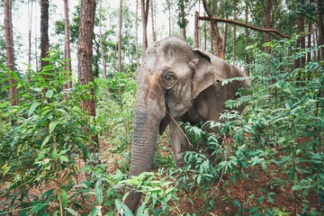 Fototapeta premium Elephant in jungle