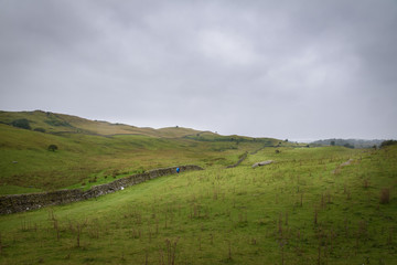 Fototapeta premium Hiker walking the Dales Way in the green and vast moorlands of England in moddy weather