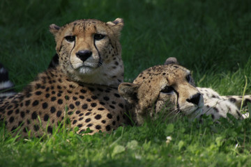 Gepard Paar, Portrait, Acinonyx jubatus