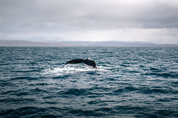Humpback whale in ocean. Iceland.