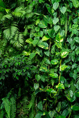 Green leaf wall
