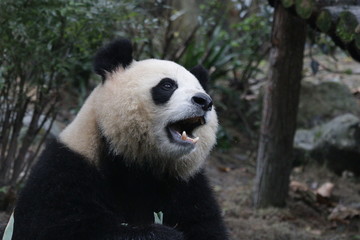 Obraz premium Beautiful Giant Panda name Yuan Run, China